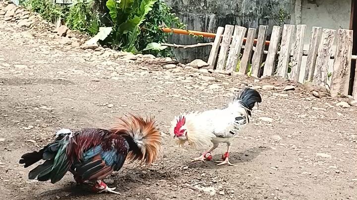 Exercise muna sa Broodcock natin na Kanawayon Muff.  Simple lang pg laro nito,Matalino at Maingat🐓