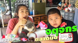 เฮอริเคน | พาไปดู | โซนสัตว์เลี้ยงจตุจักร