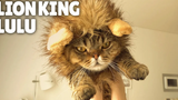 Facebook facebook Lion King LuLu ติดต่อ กิตติซอรัส