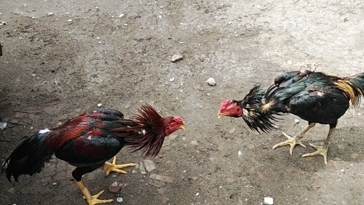 yang kalah di sembelih buat hari raya😂