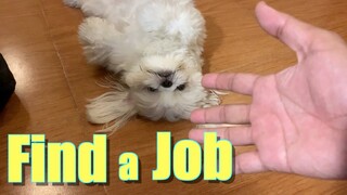 Helping My Dog Find A New Job | Cute & Funny Shih Tzu Dog Video