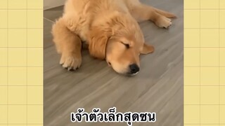 เพื่อนตัวน้อย สัตว์เลี้ยงแสนซน : เจ้าตัวเล็กสุดซน