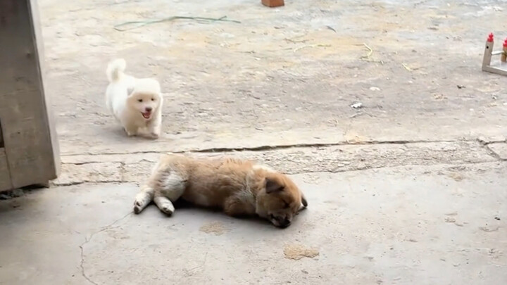 ลูกสุนัขที่บ้านคุณย่าเลี้ยงไว้ ช่างเป็นที่รักของทุกคนจริงๆ