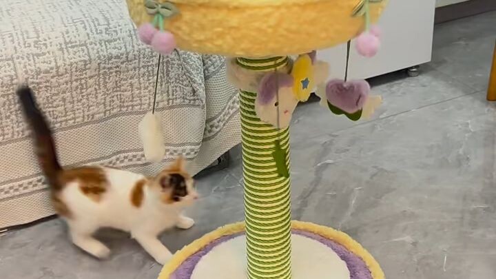 Your Cat’s New Favorite Playground 😻🐾