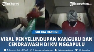 Viral Penyelundupan Kanguru dan Burung Cendrawasih Digagalkan BKSDA Baubau Sultra di KM Nggapulu