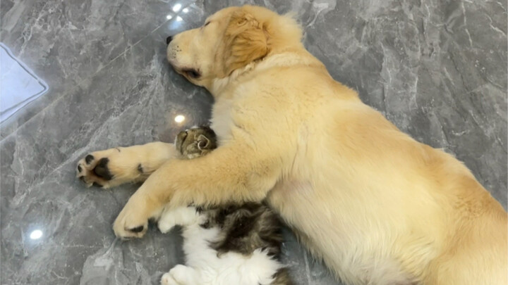 I spent my whole life chasing after dogs, and now my son’s actually hanging out with one…
