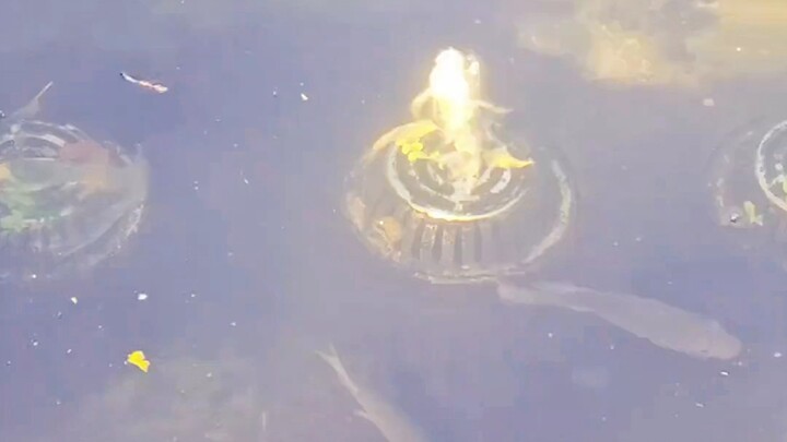 Are these unusual fish safe to eat?