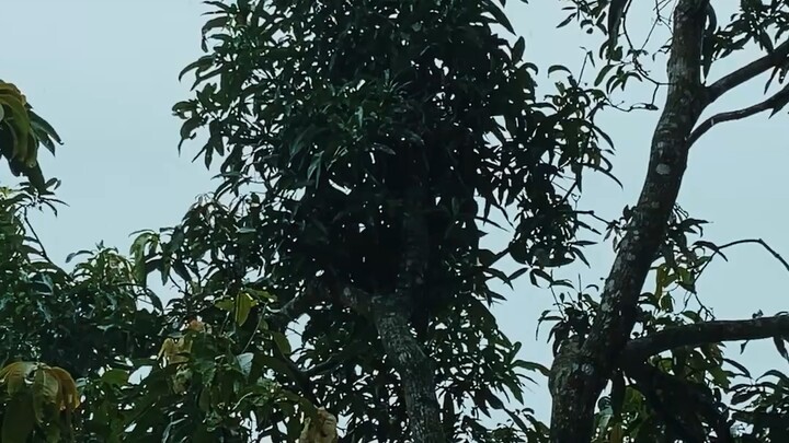 ২০২৬ ভাইরাল ভিডিও
