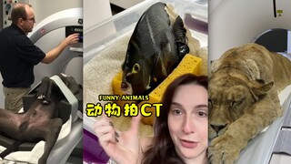 ไม่คิดเลยว่าการถ่าย CT ของสัตว์จะตลกขนาดนี้‼️