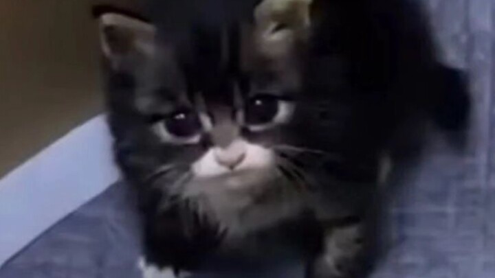 أبعد قطّتك عن العصابات الإجرامية!!!