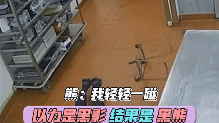 Bảo vệ: Cũng từng “nếm thử” chân gấu rồi #Không-thể-tưởng-tượng #Động-vật-dã-sinh-cận-kề #Động-vật-d