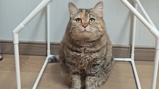 My mom washed my cat's bed.