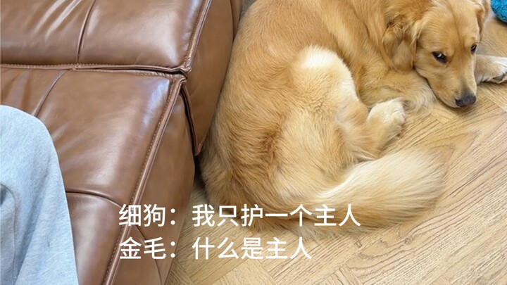 Golden Retriever: Such an obvious “舔狗” – it’s all over you