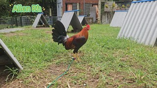 WPC national banded Allen Roundhead