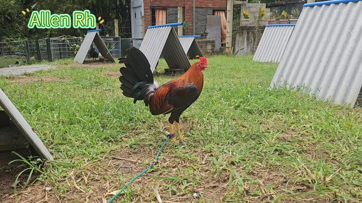 WPC national banded Allen Roundhead