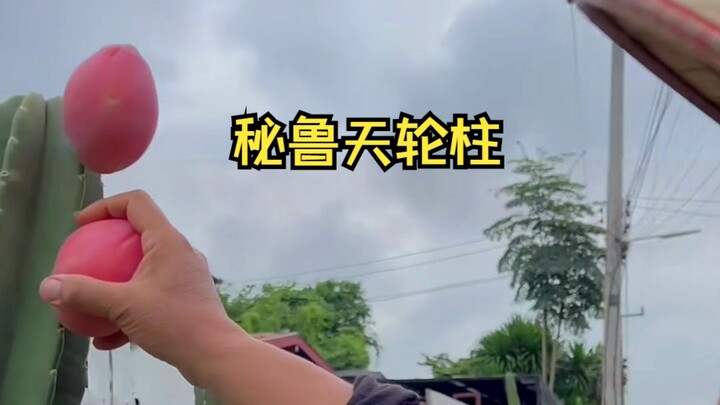 泰国当地农户种植的水果，居然又像桃子又像苹果，有人吃过吗