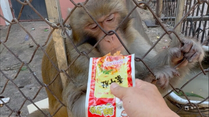 “Thiếu răng” được mong chờ bấy lâu cuối cùng cũng đã xuất hiện.