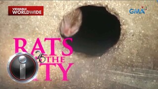 ‘Rats and the City,’ dokumentaryo ni Howie Severino | I-Witness