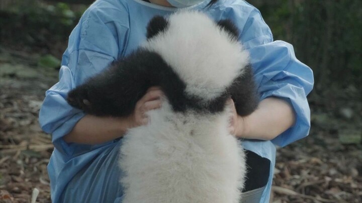 How cute is the panda baby running toward you?