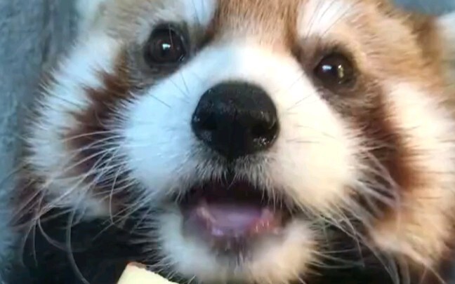 Nó trông thật lịch sự và dễ thương!