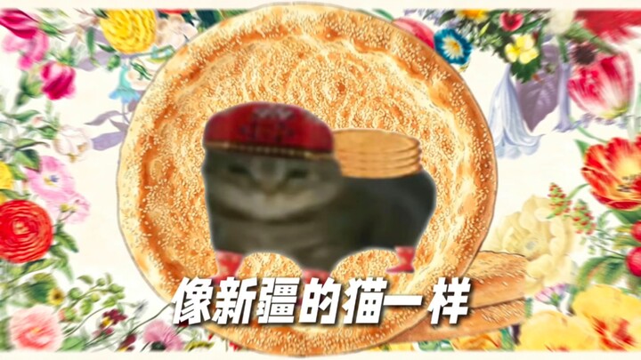 ⚡Like a cat from Xinjiang⚡