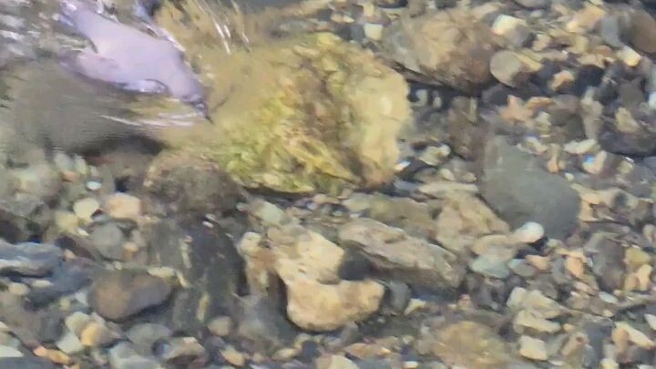 amazing Bird 🕊️🕊️