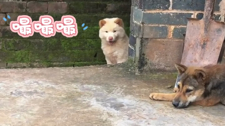 “Tidak ada anak anjing yang bisa menolak godaan suara 'chuchuchu'!”