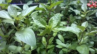 Cách BẢO QUẢN RAU THƠM lâu hư: Quế, Ngò, Bạc Hà, Hành Lá, Giá Đậu, Cách TRỒNG RAU THƠM I Vanh Khuyen