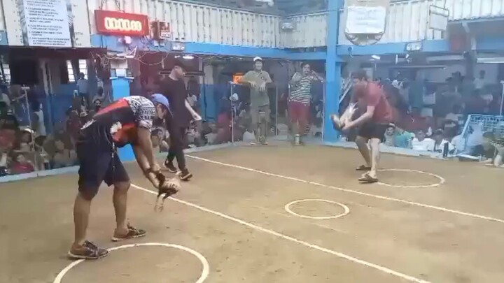 Champion Madaluyong 2stag/cock ulutan  2nd fight win.