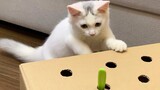 Cat Vs Cardboard Hunt р╕Вр╕нр╕Зр╣Ар╕ер╣Ир╕Щ