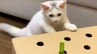 Cat Vs Cardboard Hunt ของเล่น
