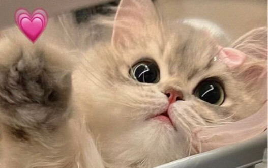 “Cuteness Comes With Risks—Puppy-Dog Eyes Require Caution”