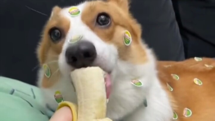 Những khoảng khắc đáng yêu cùng Corgi