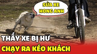 Thấy có người bị hư xe 2 CHÚ CHÓ nhanh trí ĐẨY GIÚP XE vào tiệm của Sen nhà mình| Yêu Lu