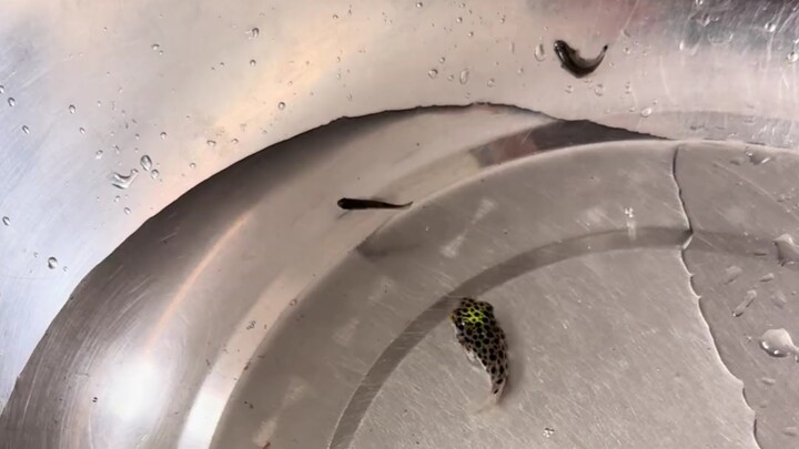 Super Smart Little Fish