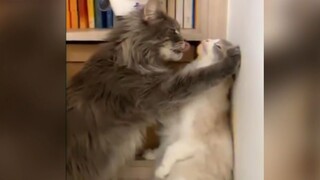 فيديو واحد يجعلك تقلع عن اقتناء القطط