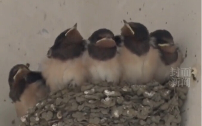 全家福也太可爱了！动物都知道“蓝朋友”有安全感，燕子在消防队安家10多年…