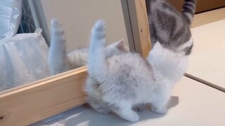 Bé mèo chơi đùa với 2 người anh :3