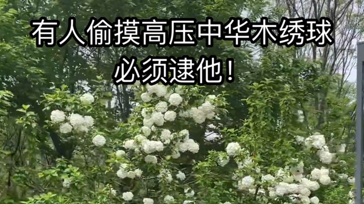 Di taman, ketahuan ada orang mencuri sentuh Hydrangea macrophylla berdaya tinggi—harus tangkap dia!