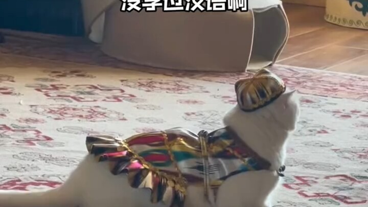 ที่แท้แมวในซินเจียงไม่ร้องเหมียวๆ