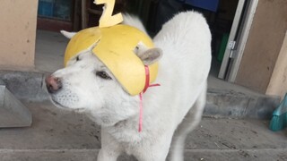 A pomelo peel hat made for a puppy