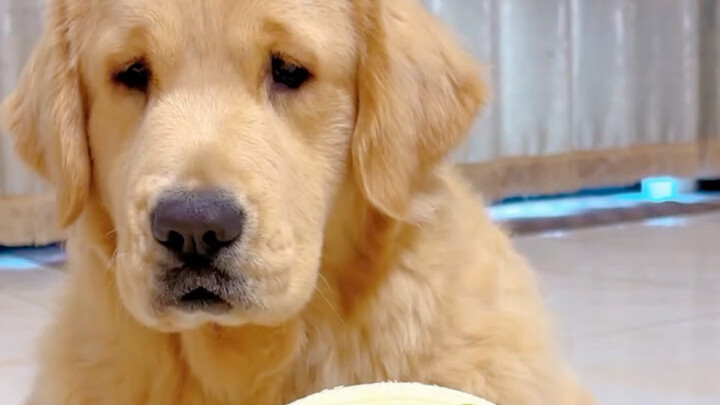 Little Golden Retriever is ready to eat