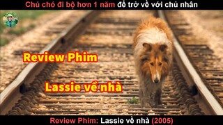 Chú Chó đi bộ 1 năm Tìm Đường Về Nhà - review phim lassie về nhà