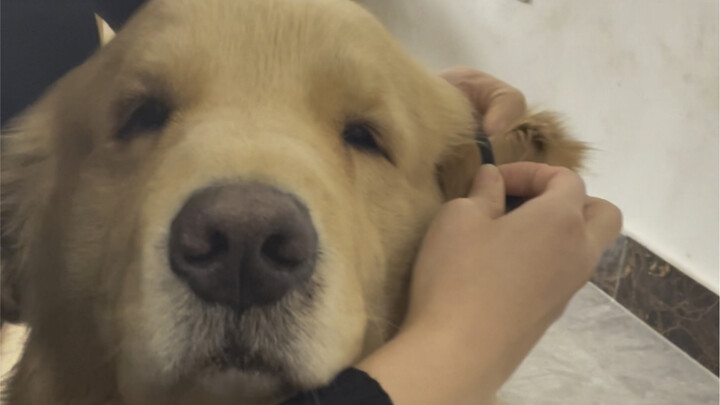 Chú cún trải nghiệm chăm sóc da buổi sáng immersive