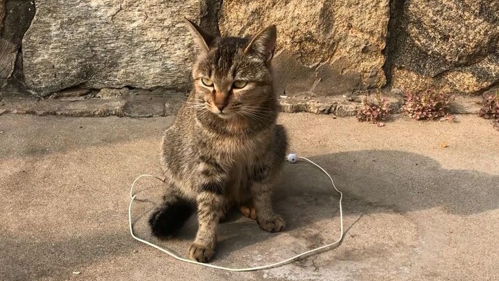 Katanya lingkaran bisa membuat kucing tak bisa bergerak. Benar atau salah? Mari uji coba!