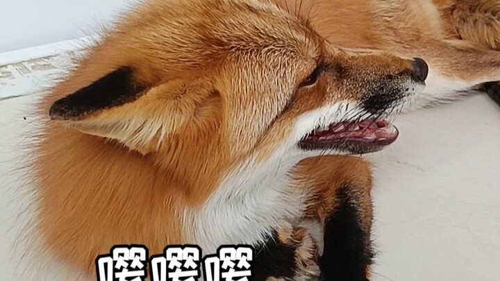 Tahu nggak sih, suara rubah kecil saat marah itu kayak apa??