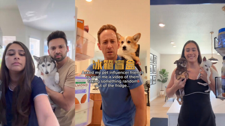 Aliansi Anjing, berkumpul!