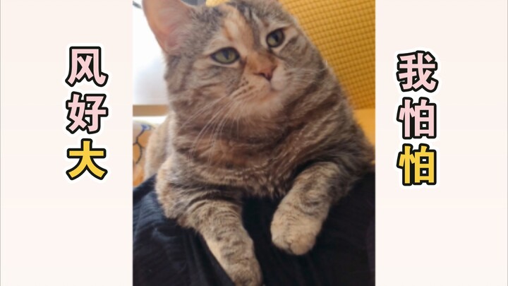 A little kitten who specially climbs onto your lap to chat with you.