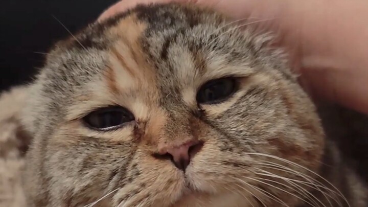 Don’t Wake Up the Old Dough Steamed Buns