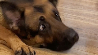 Get your Border Collie a pet